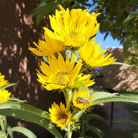 ๐๐ ๐ ๐๐ฟ๐๐ถ - Picture 7 of 7